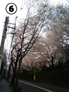 ⑥桜並木