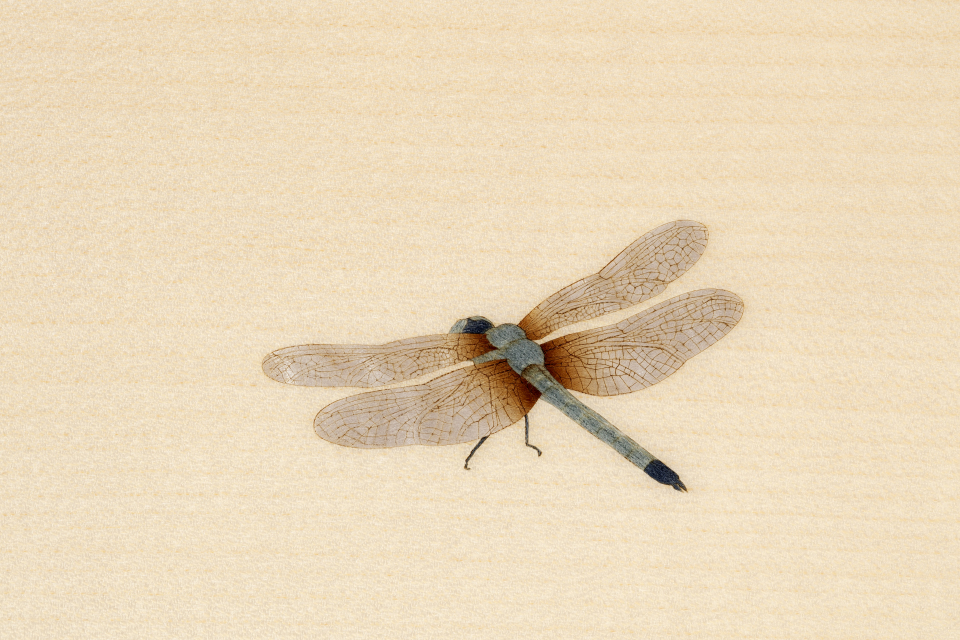 ドラゴンフライ